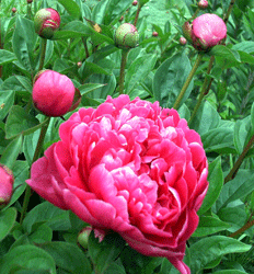 Dark Pink Peony