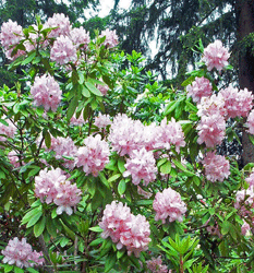 Light Pink Rhododedron