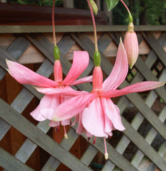Pink Fuchsia flowers