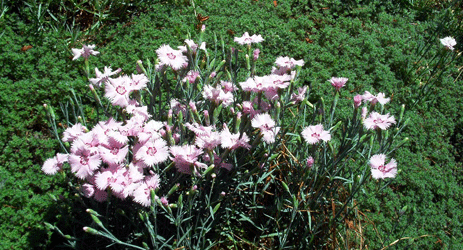 Pinks and creeping thyme