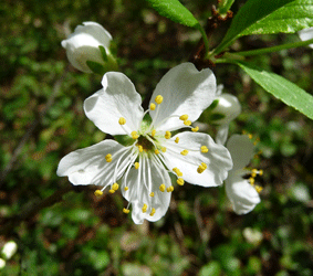 Italian Plum blossom