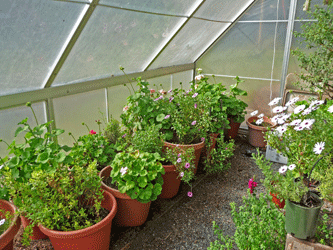 African Daisies and Geraniums overwintering in greenhouse