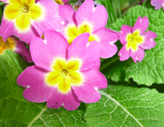 Pink standard primrose