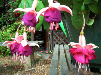 Purple fuchsias