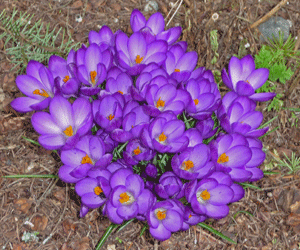 Cluster of purple crocuses