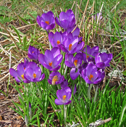 Purple snow crocus cluster