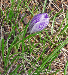 Purple striped crocus