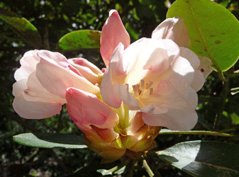 Lem's Cameo Rhododendron