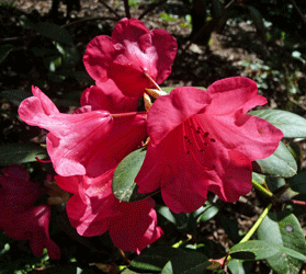 Elizabeth Rhododendron