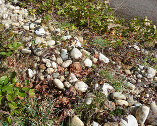 Rocks along the fenceline