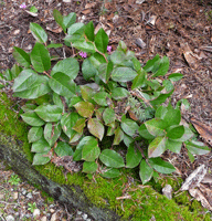 Small patch of salal