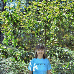 Sara and Yukuma Asian Pear Tree