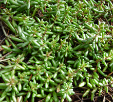 Sedum divergens in the shade