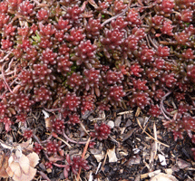 Sedum divergins in the sun