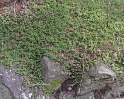 Sedum divergens on a slope