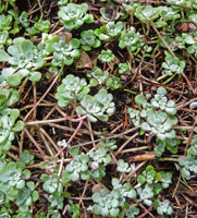 Cape Blanco Sedum closeup