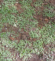 Cape Blanco Sedum