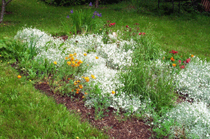 Seedsaving area at Winterhaven