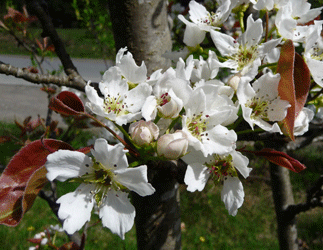 Shinsui Asian Pear blossoms