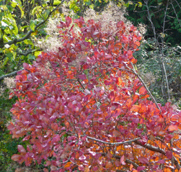 Smoke Tree fall color