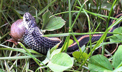 Snake eating slug