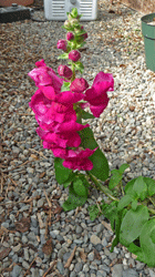 Snapdragon growing in the gravel