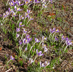 Swath of naturalized snow crocus