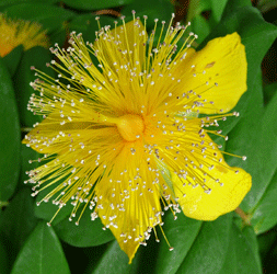 St Johnswort