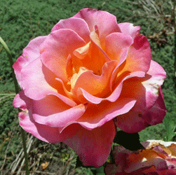 Sunset Rose