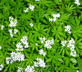 Sweet Woodruff