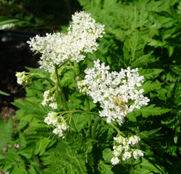 Sweet Cicely