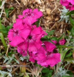 Sweet William