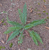 Small Sword Fern