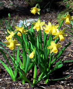 Tete a Tete jonquils