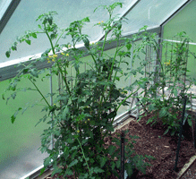 Tomatoes in the greenhouse