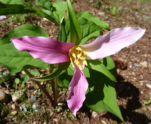 Trillium grandiflorum