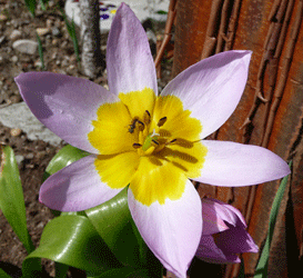 Pink species tulip