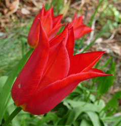 Red bunch tulip