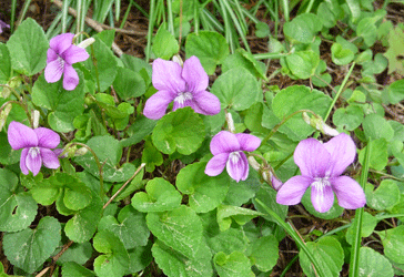 violets