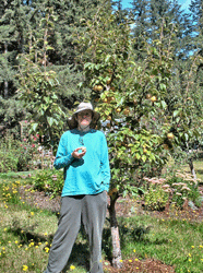 Walter and Shinsui Asian Pear Tree