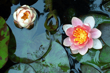 Hardy Water Lily