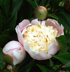 Pink Peony