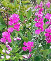 Hardy sweet pea