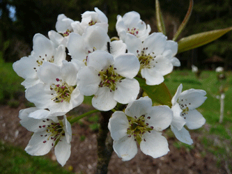 Yukuma Asian Pear blossom