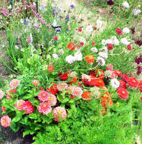 Zinnias and scabiosa