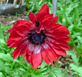 Hybrid Anemone with bee