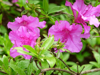 Azalea