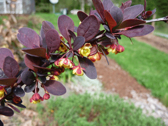 Barberry Rose Glow (Berberris thunbergii Rose Glow)