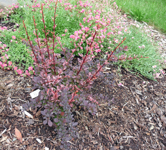 Barberry