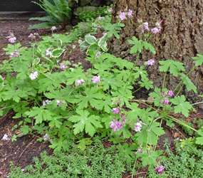 Big root geranium